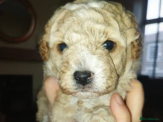 Poochon dogs Gorgeous mini Poochons , born on December 25th !! - Advert 3