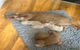 Brazilian Shorthair cats for sale: Beautiful bsh kittens, looking for new homes.  - Image 10