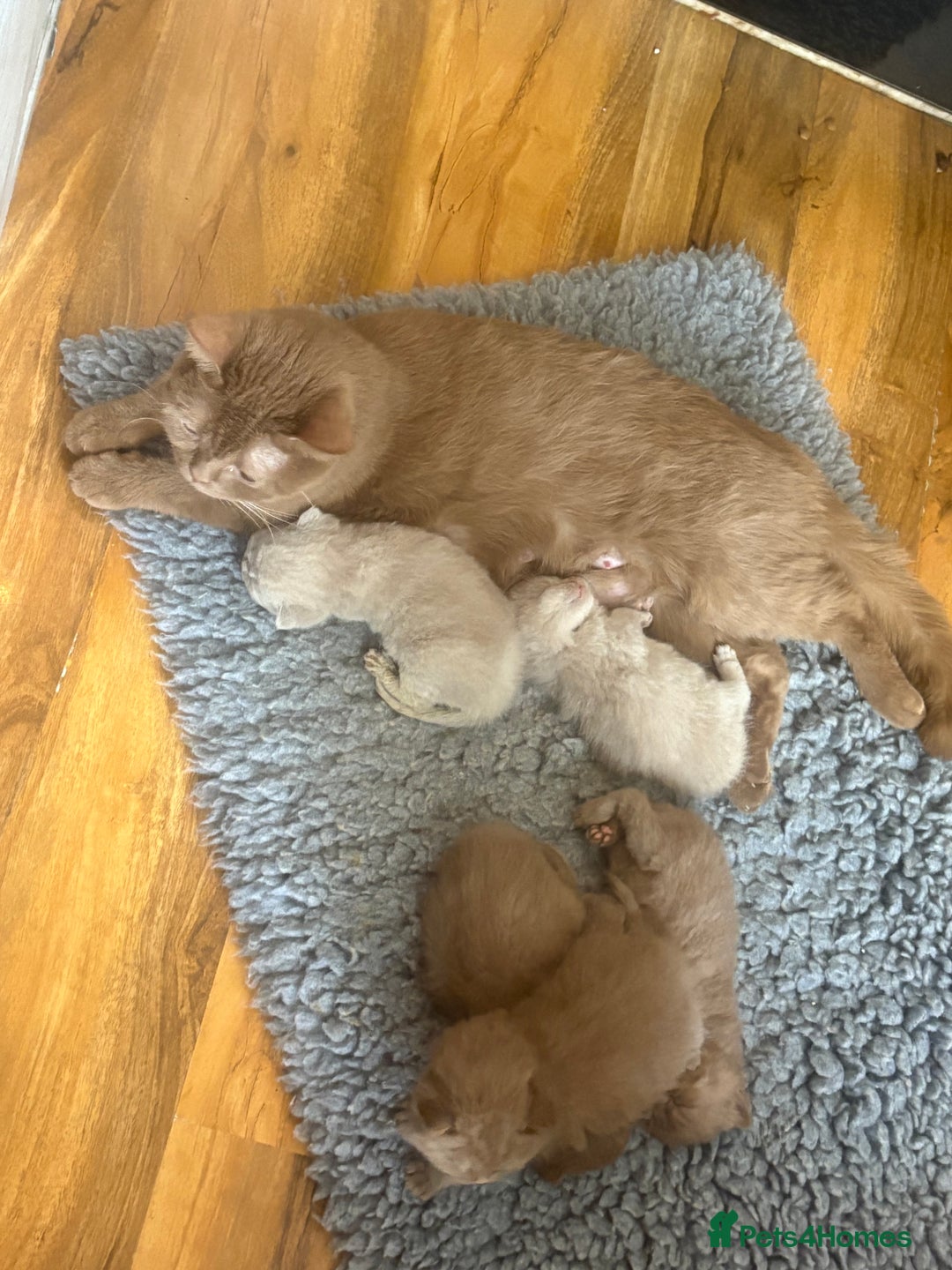Brazilian Shorthair cats for sale: Beautiful bsh kittens, looking for new homes.  - Image 10