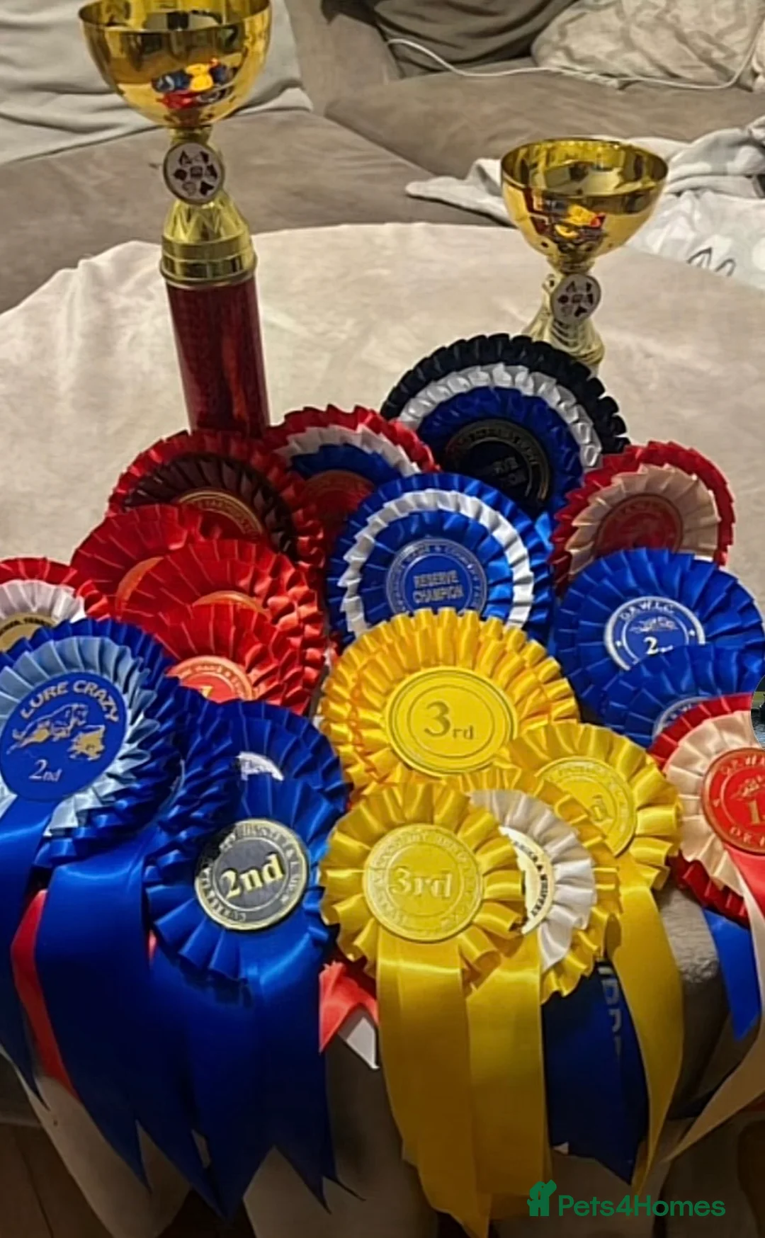 Whippet dogs for stud: KC WHIPPET FOR STUD in High Peak - Advert 3