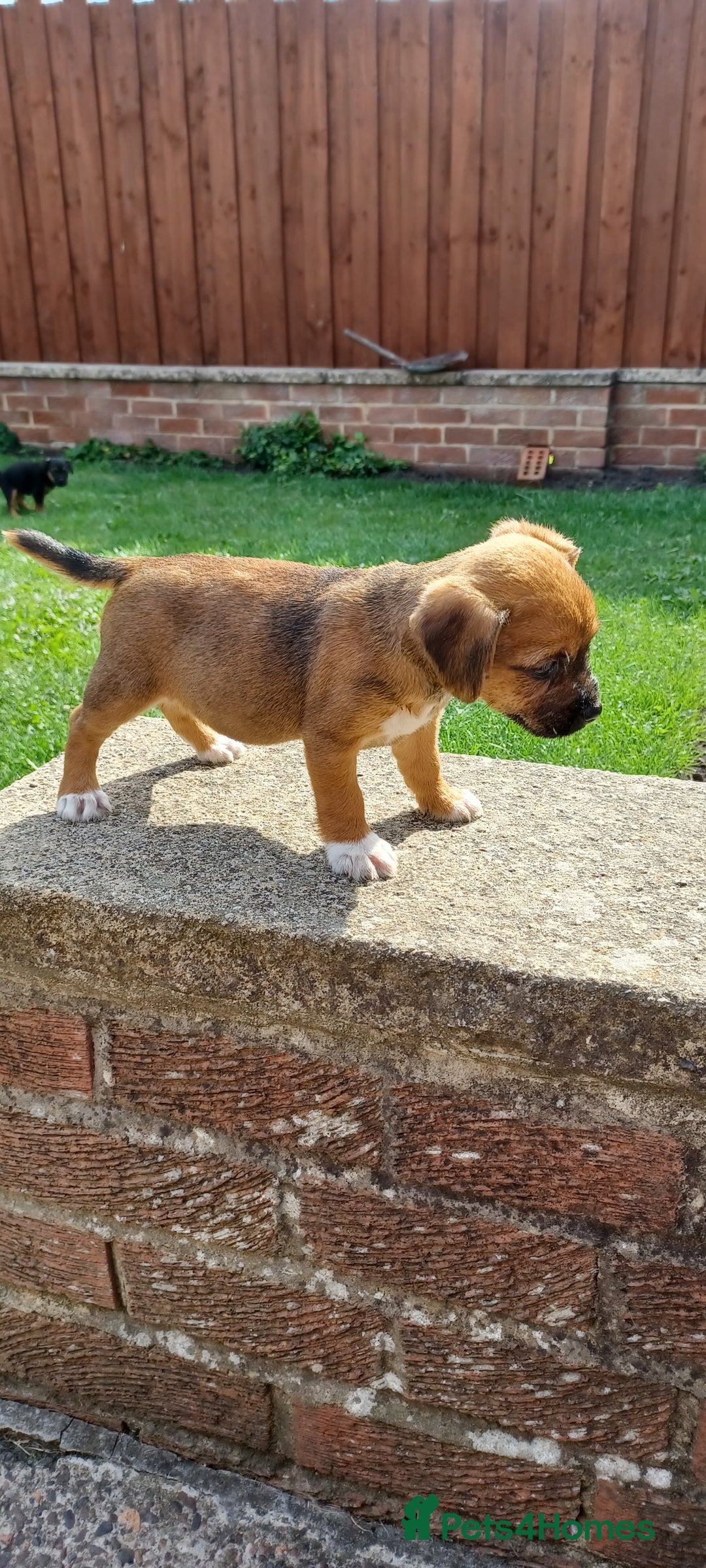 Border Terrier dogs for sale: Boarder terrier x Jack Russell girl pup - Image 8