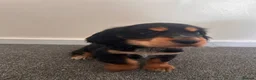 Cocker Spaniel dogs for sale: Show cocker spaniel puppies  - Advert 22