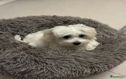 Maltese dogs for sale: Rehome for our beloved dogs - Image 9