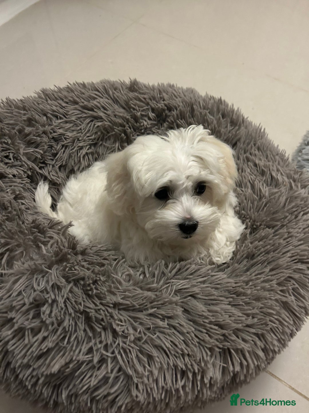 Maltese dogs for sale: Rehome for our beloved dogs - Image 9
