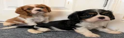 Cavalier King Charles Spaniel dogs for sale: KC Health Tested Cavalier King Charles Spaniel Pup - Advert 6