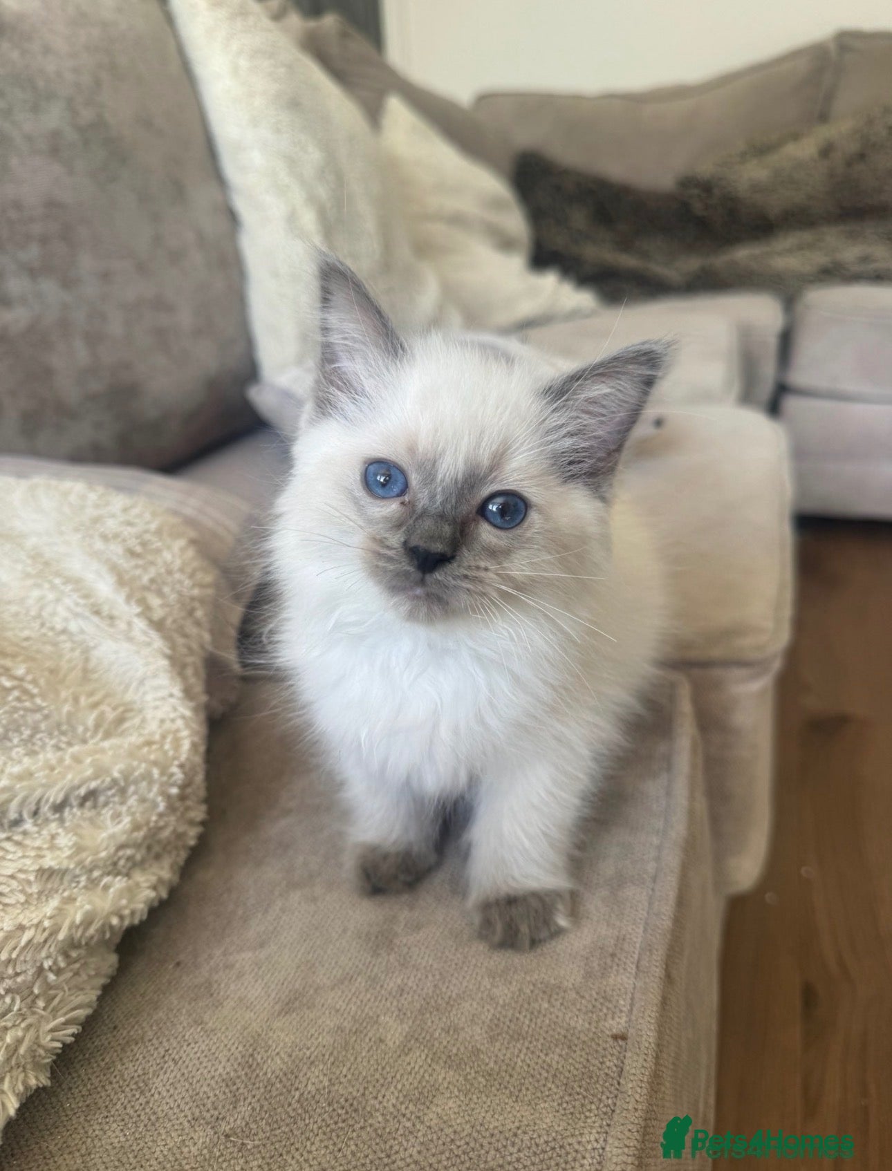 Ragdoll cats GCCF champion ragdoll kittens 2 girls 1 boy  - Advert 1