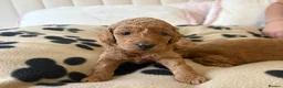 Toy Poodle dogs for sale: 🐾✨Exceptional Toy Poodle Puppies ✨🐾 - Advert 19