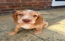 Cocker Spaniel dogs for sale: ONE LEFT - Ready to go - Beautiful Family-Raised - Image 8