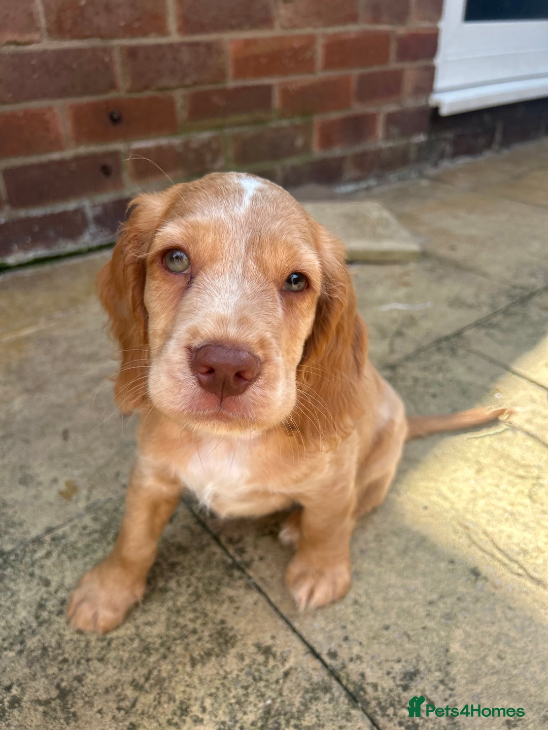 Cocker Spaniel dogs for sale: ONE LEFT - Ready to go - Beautiful Family-Raised - Image 8