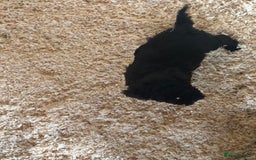 Mixed Breed dogs for sale: Lucus terrier cross toy poodle puppies - Advert 6