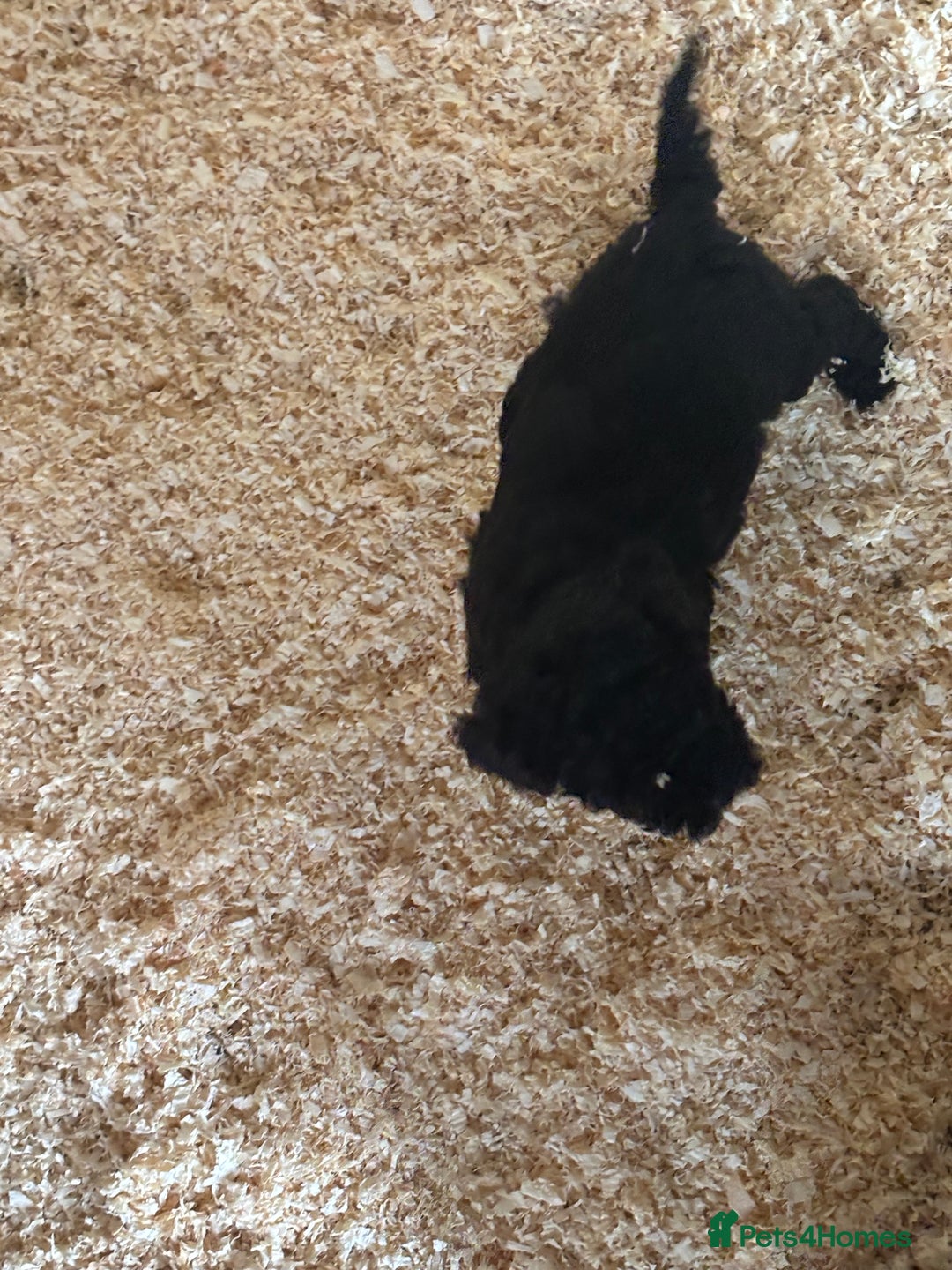 Mixed Breed dogs for sale: Lucus terrier cross toy poodle puppies - Advert 6