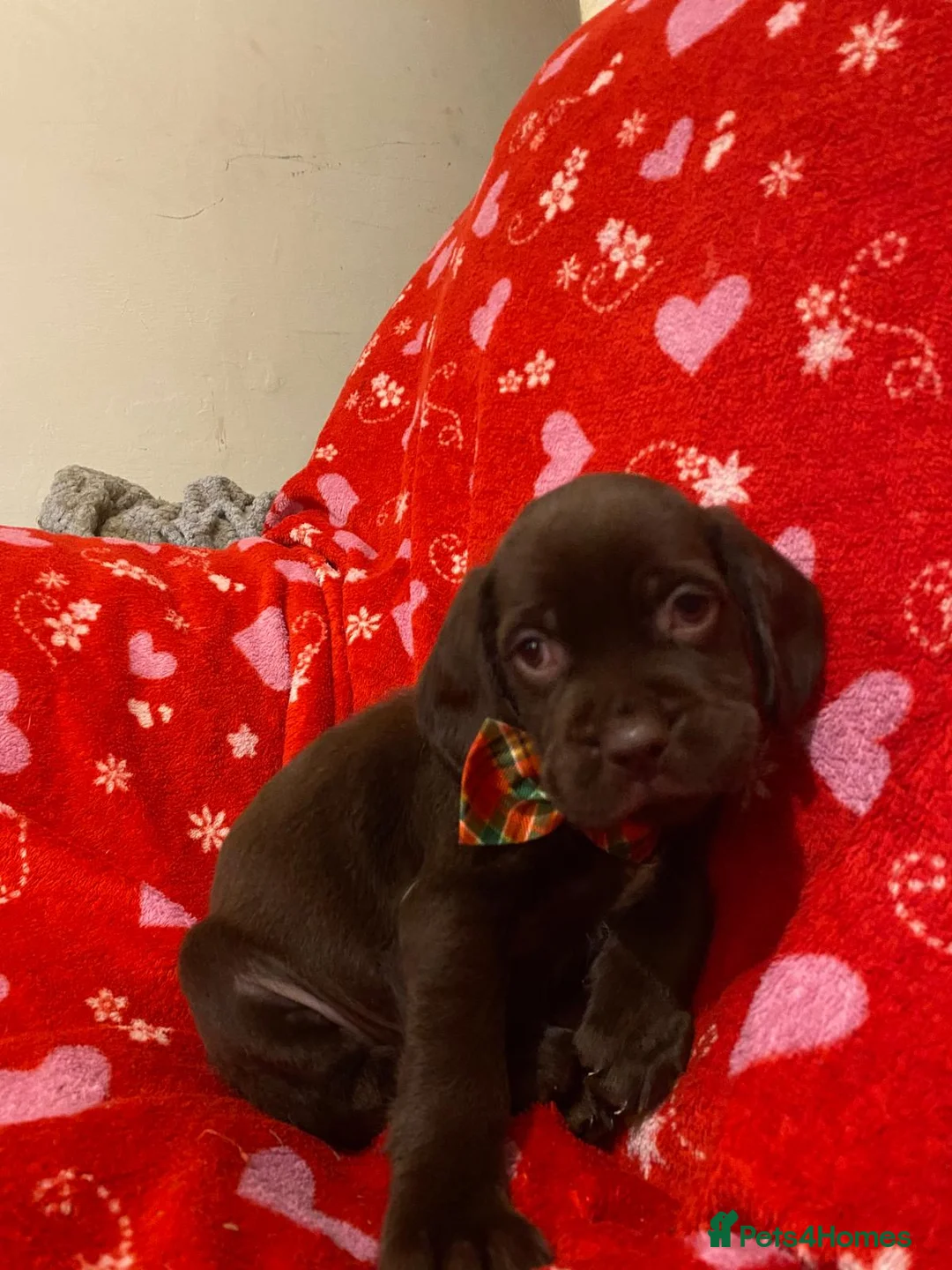 Labrador Retriever dogs for sale: Beautiful Labrador puppies  in Stoke-on-Trent - Advert 16