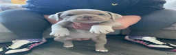 Old Tyme Bulldog dogs for sale: 6 left beautiful old tyme English bulldog puppies  - Advert 10