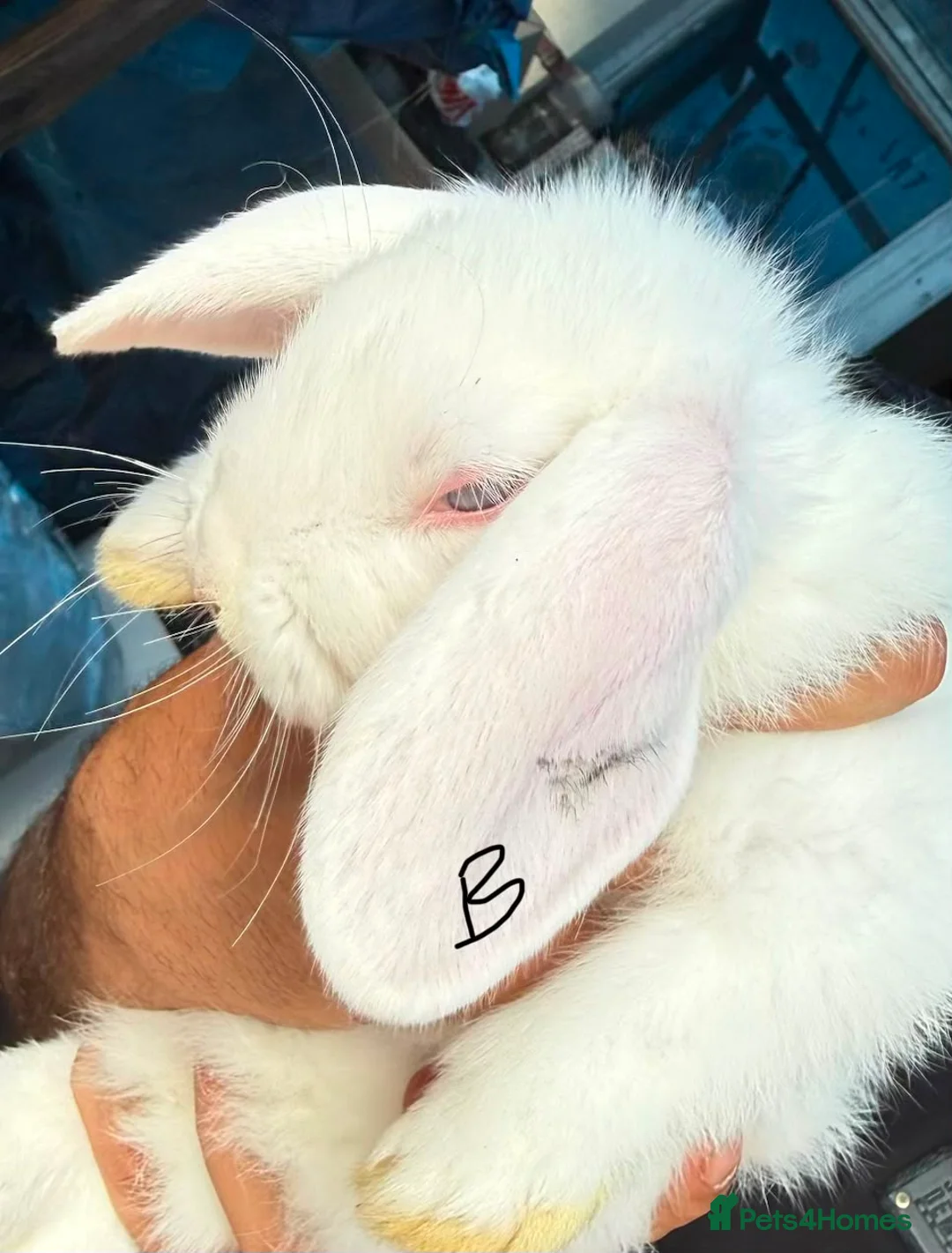 Mixed Breed rabbits for sale: Adorable Rabbits Ready for Loving Homes! - Advert 2