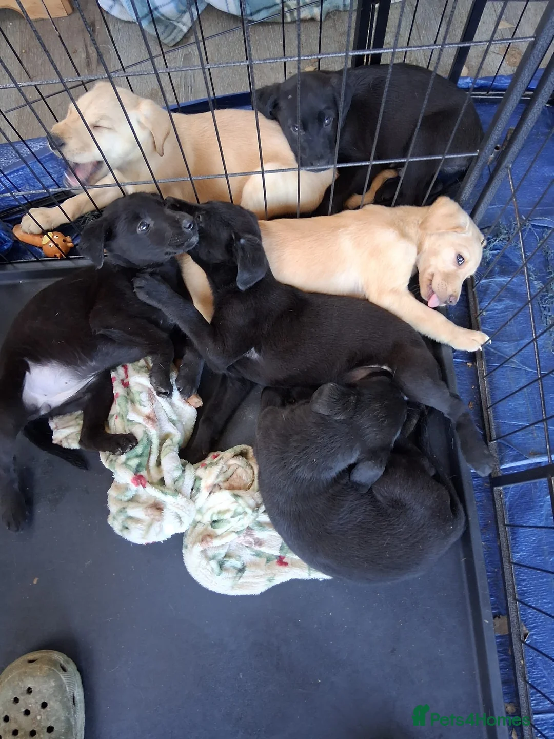 Mixed Breed dogs for sale: 3 adorable puppy's  - Advert 1