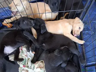 Mixed Breed dogs 3 adorable puppy's - Advert 1