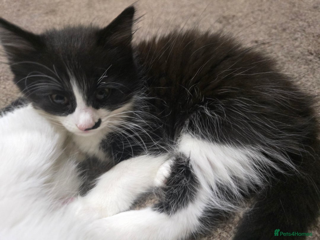 Mixed Breed cats for sale: Boy,2xAdorable 9-Week-Old Kittens for Sale  - Image 3