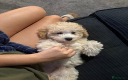 Poochon dogs for sale: Benji - Image 1