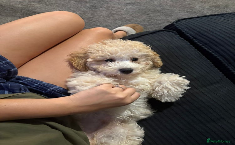 Poochon dogs - Advert 1