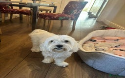 Bichon Frise dogs for sale: Maltese  - Image 7