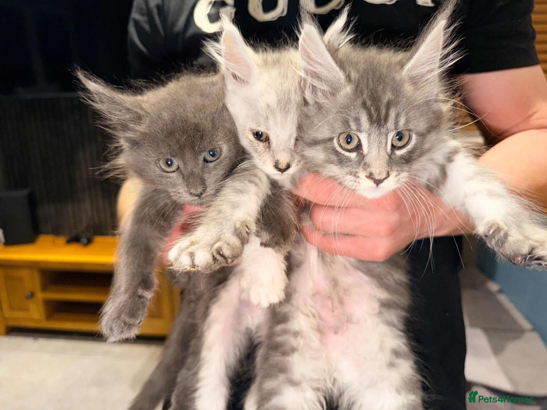 Maine Coon cats Main coon kittens Ready to leave  - Advert 1