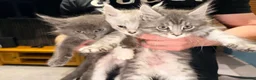 Maine Coon cats for sale: Main coon kittens Ready to leave  - Advert 1