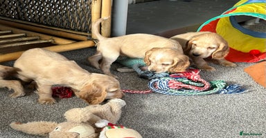 Cocker Spaniel dogs - Advert 11
