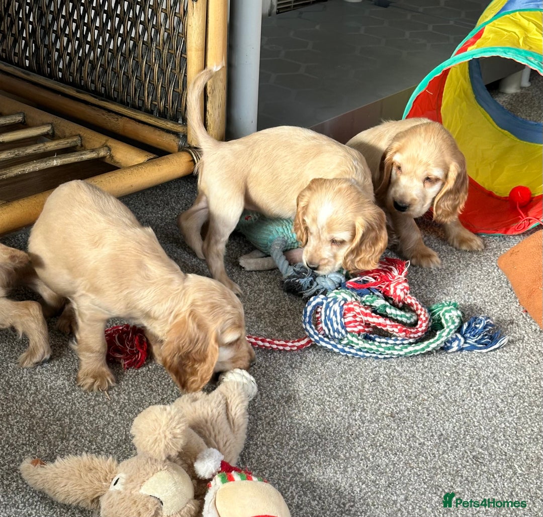 Cocker Spaniel dogs for sale: Beautiful gold cocker puppies - Image 2
