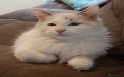 Ragdoll cats for sale: RAGDOLL BICOLOUR BOY BLUE EYES READY NOW! - Image 28