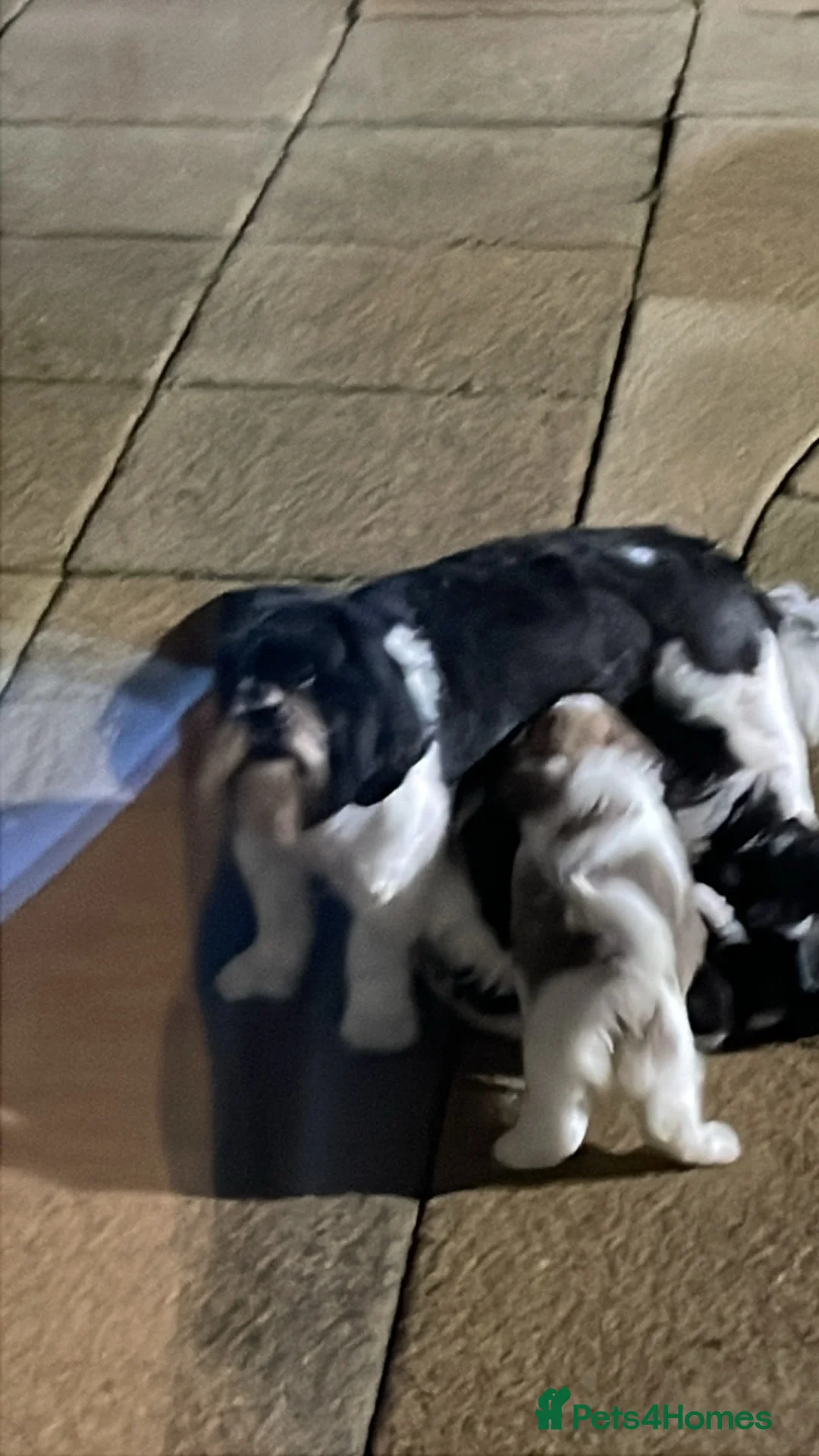 Lhasa Apso dogs for sale: Lhasa Apso male pup - Advert 5