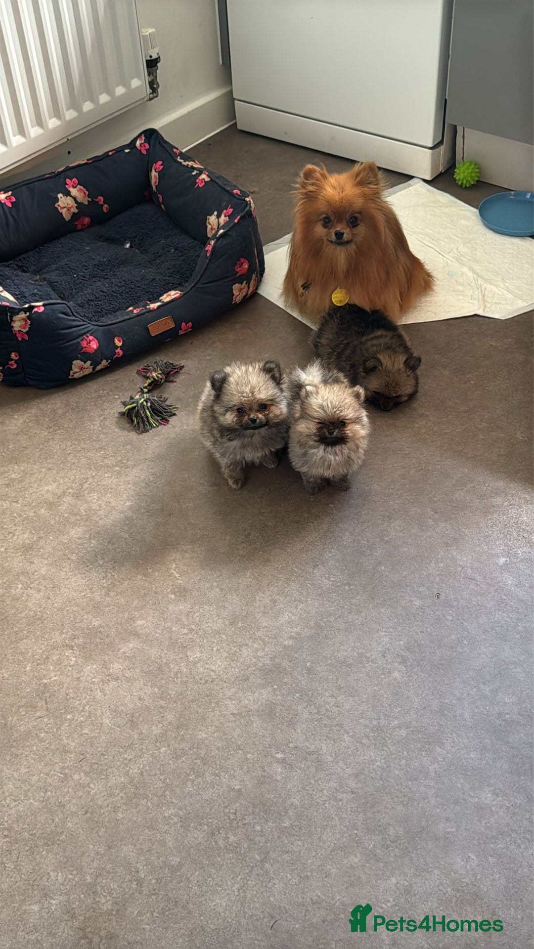 Pomeranian dogs for sale: TINY RUSSIAN / KOREAN TOY POMERANIANS READY NOW - Image 10