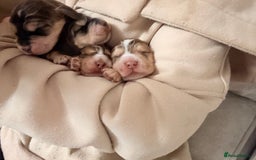 Cocker Spaniel dogs for sale: ✨ Gorgeous Litter of 6 Show Cocker Spaniels✨ - Image 7