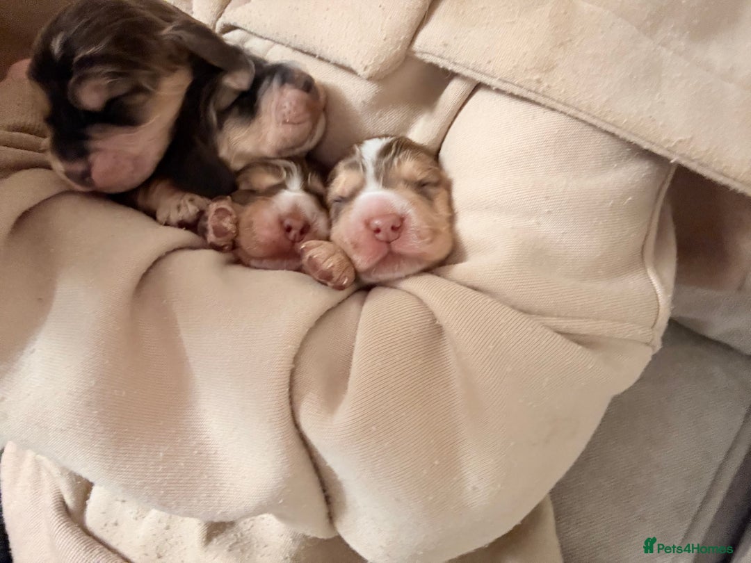 Cocker Spaniel dogs for sale: ✨ Gorgeous Litter of 6 Show Cocker Spaniels✨ - Image 7