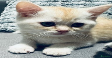 Scottish Fold cats - Advert 9