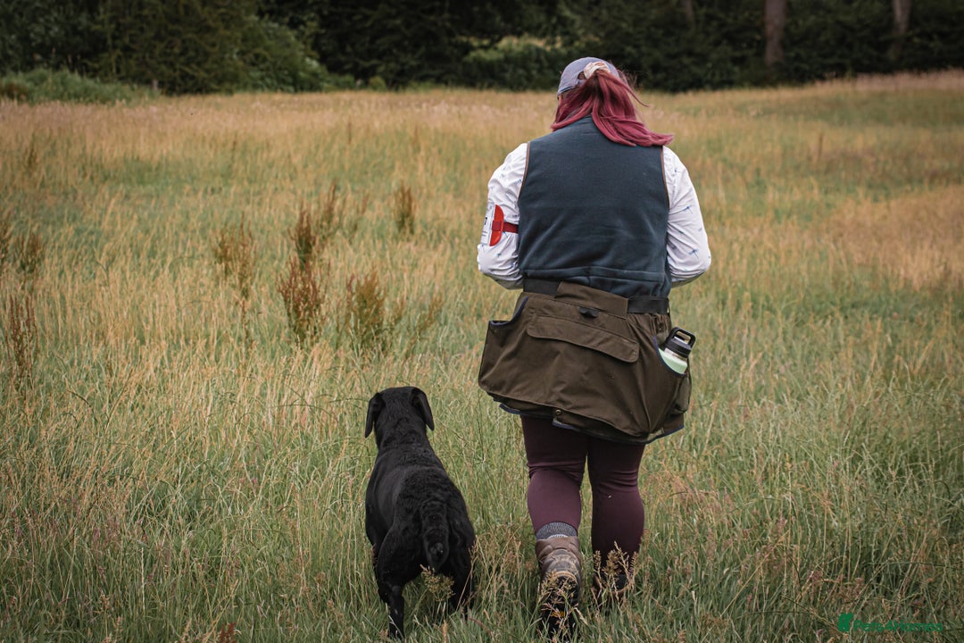 Labrador Retriever dogs for sale: Superb dual purpose health tested black Labradors  - Image 9