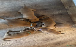 Dogue De Bordeaux dogs for sale: 6 stunning chunky Douge de Bordeux pups - Image 32