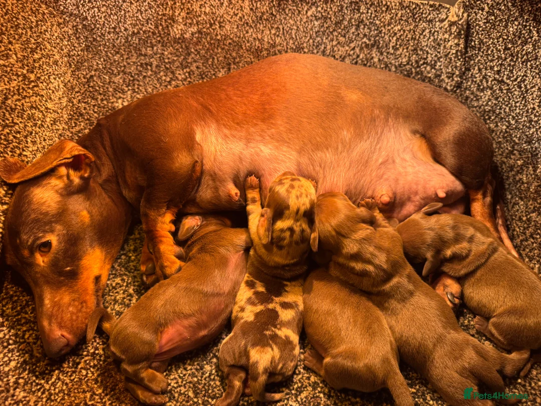 Miniature Dachshund dogs for sale: Miniature Daschund puppy girl in Manchester - Advert 1