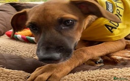 Mixed Breed dogs for adoption: Minnow (Hound/Shepherd mix) - Image 11