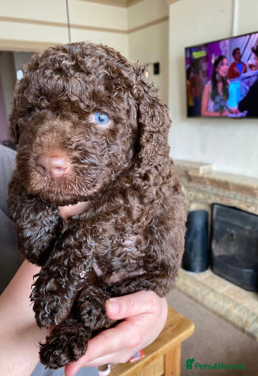 Labradoodle dogs for sale: Waiting List Now Open – Labradoodle Puppies! 🐾 - Image 9