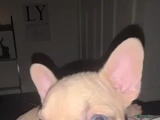 French Bulldog dogs French bulldog puppies - Advert 17