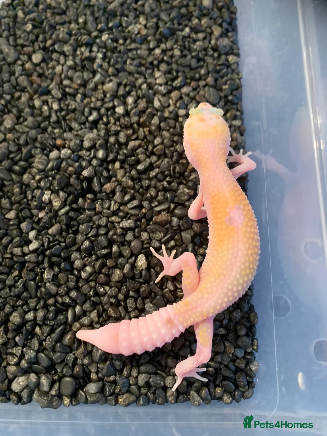 Leopard Gecko reptiles for sale: Baby leopard geckos cb25 - Advert 5