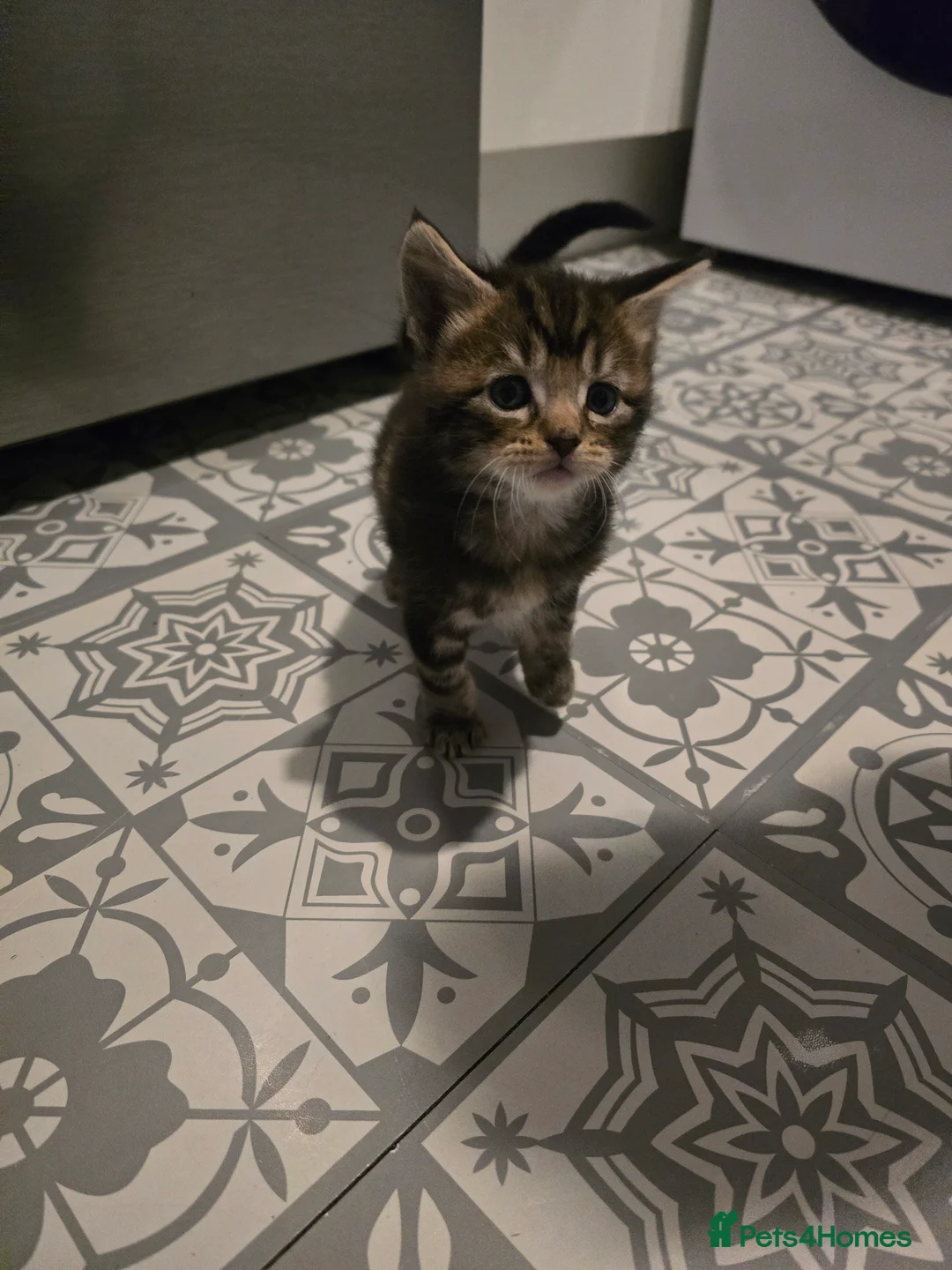 Maine Coon cats for sale: Beautiful Maine Coon cross Kittens - Advert 11