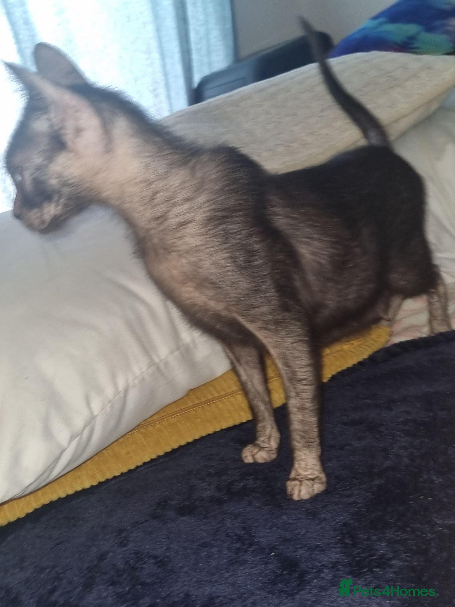 Mixed Breed cats Sphynx Lykoi kittens  - Advert 2