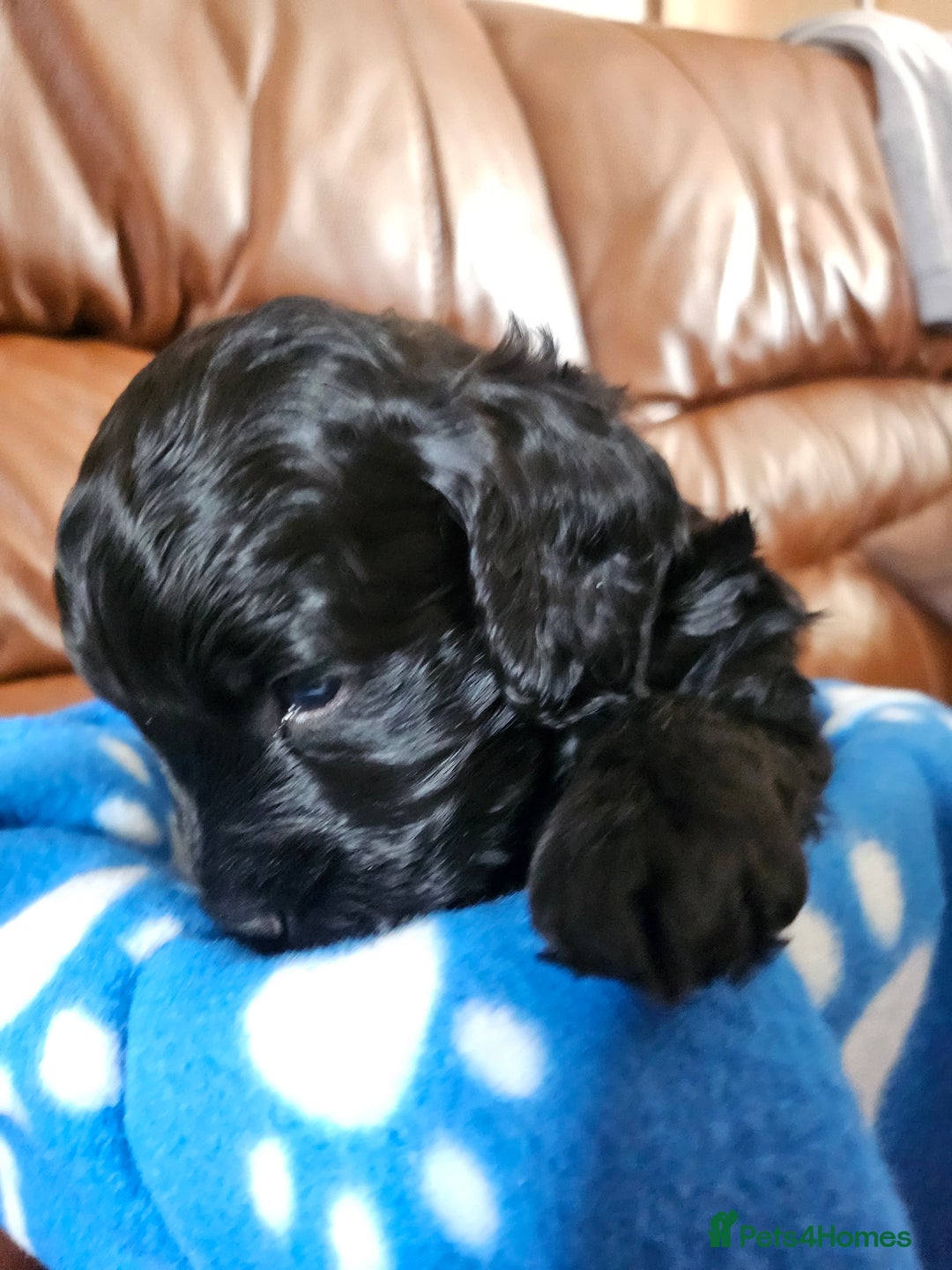 Cockapoo dogs for sale: F2 cockapoos   - Image 6
