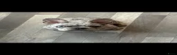 French Bulldog dogs for sale: Merle Frenchbulldog - Advert 6
