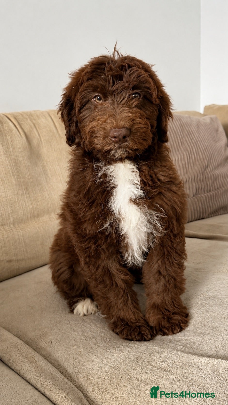 Australian Shepherd dogs Aussiedoodle puppies F1 health tested parents  - Advert 10