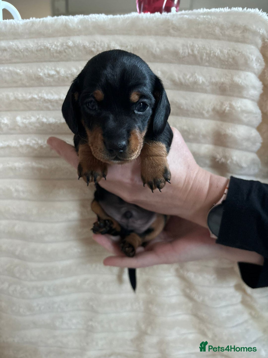 Miniature Dachshund dogs for sale: Miniature Dachshunds  - Advert 10