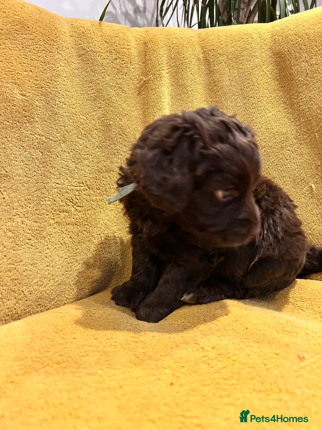 Cockapoo dogs for sale: Beautiful Cockerpoo’s in Macclesfield - Advert 13