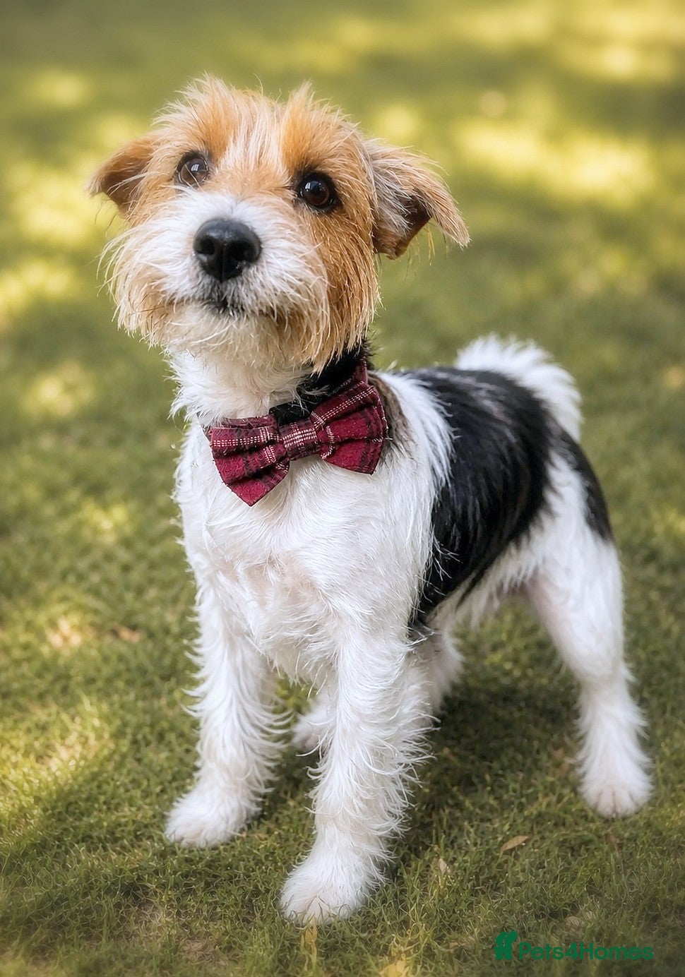 Yorkshire Terrier dogs 🐾🍪COOKIE – a Charming Little Y.T. Gentleman 🍪🐾 - Advert 1