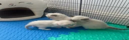 Ragdoll cats for sale: Beautiful Ragdoll Kittens  - Advert 27